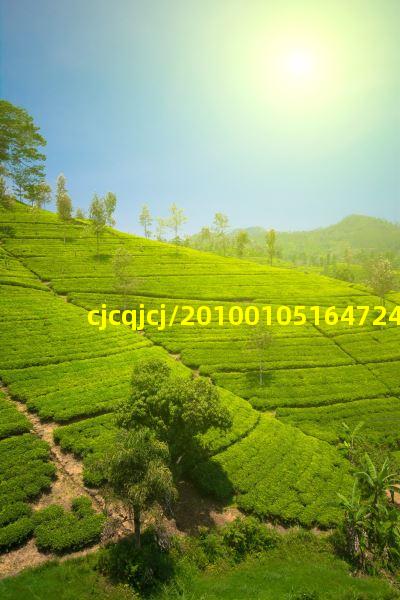 茶友好伴侣精品“电磁茶炉”大搜罗(2)