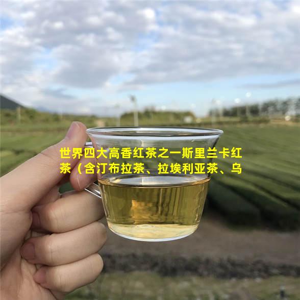 世界四大高香红茶之一斯里兰卡红茶（含汀布拉茶卖茶叶与游戏茗鹊茶叶、拉埃利亚茶、乌瓦茶等）