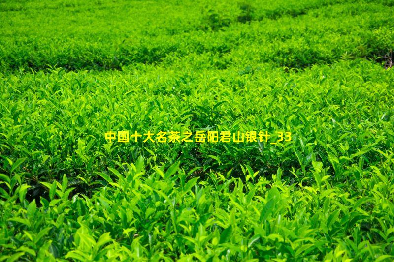 中国十大名茶之岳阳君山银针