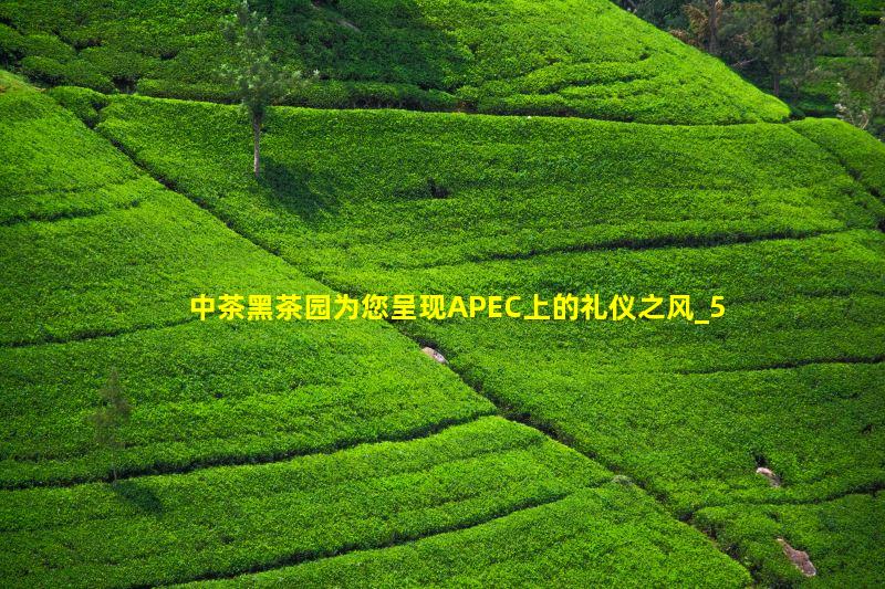 茶叶茶艺师旗袍美女