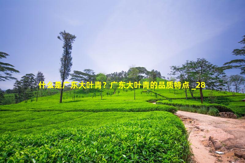 什么是广东大叶青？广东大叶青的品质特点 