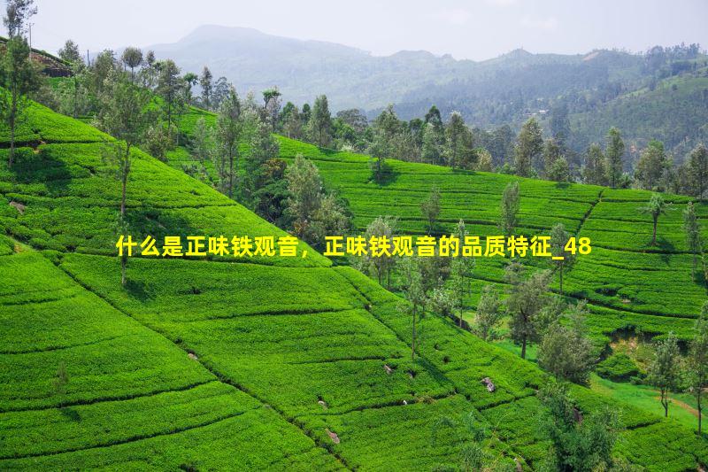 什么是正味铁观音，正味铁观音的品质特征