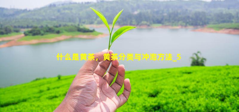 什么是黄茶，黄茶分类与冲泡方法