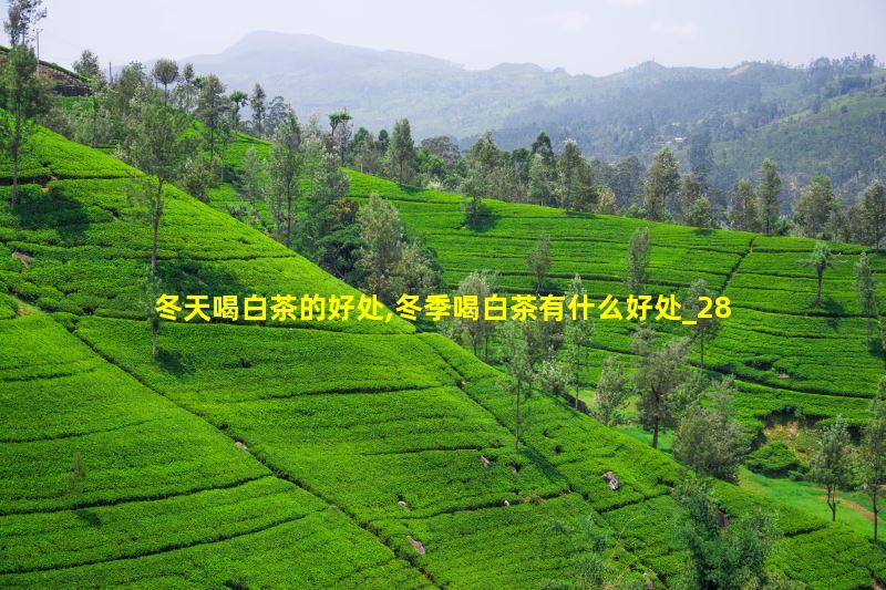 冬季喝白茶的注意事项