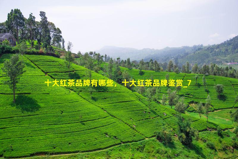 十大红茶品牌有哪些，十大红茶品牌鉴赏
