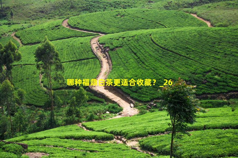 哪种福鼎白茶更适合收藏？