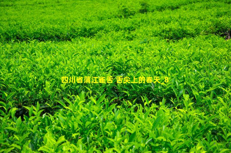 蒲江雀舌