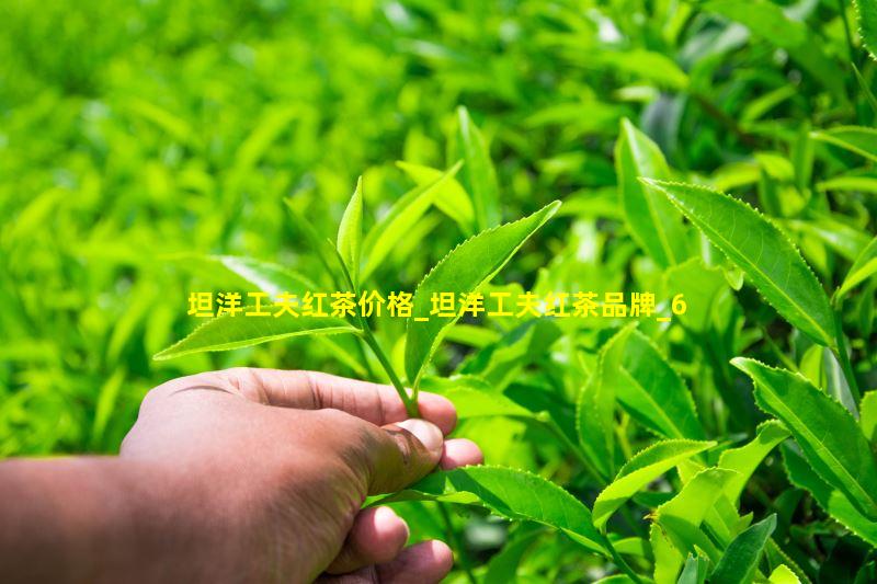 坦洋工夫红茶价格