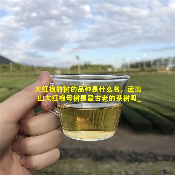 大红袍的树的品种是什么名，武夷山大红袍母树是最古老的茶树吗