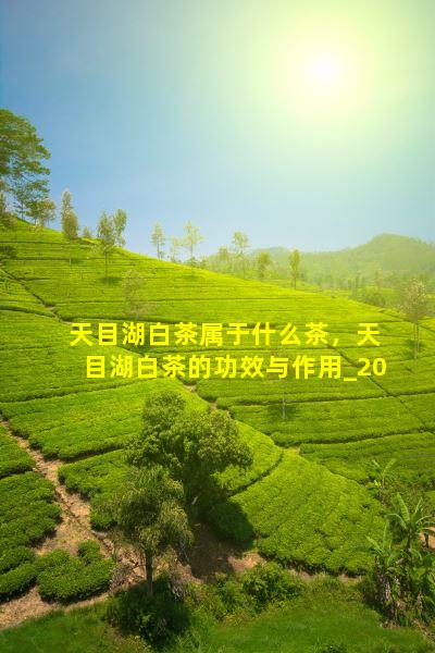 天目湖白茶属于什么茶，天目湖白茶的功效与作用
