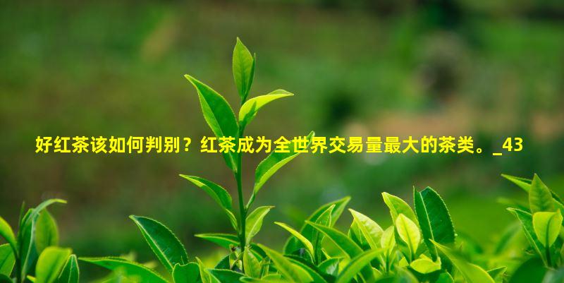 好红茶该如何判别？红茶成为全世界交易量最大的茶类。