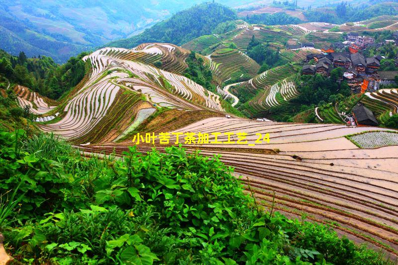小叶苦丁茶加工工艺
