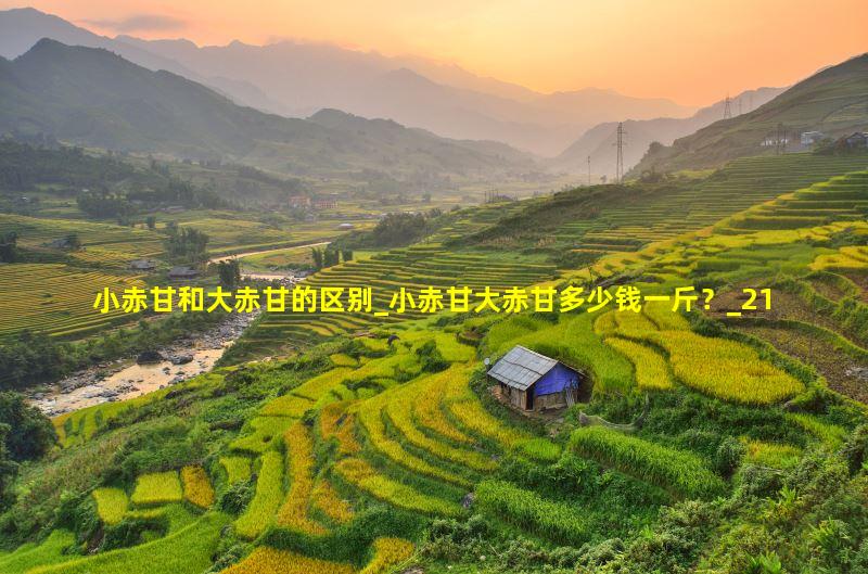 小赤甘多少钱一斤