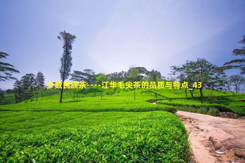 少数民族茶----江华毛尖茶的品质与特点