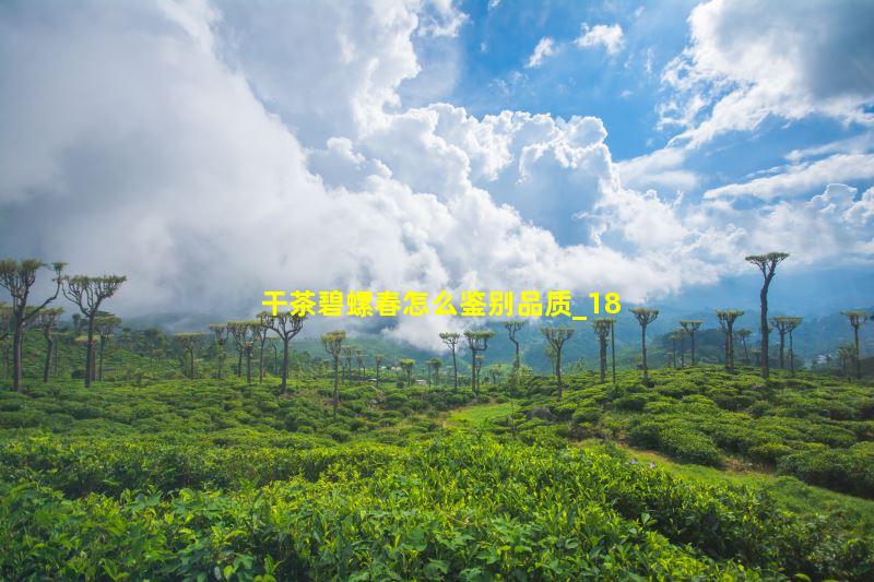 干茶碧螺春怎么鉴别品质