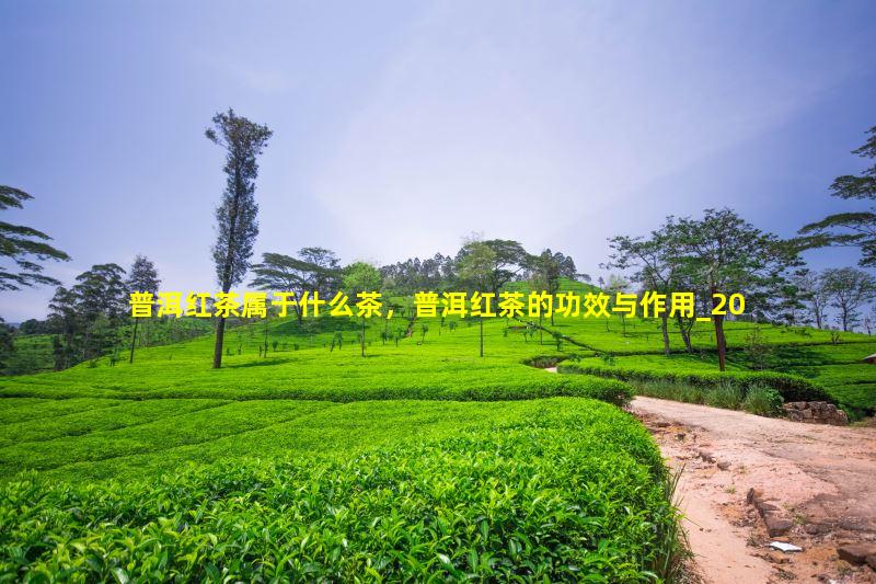 普洱红茶属于什么茶，普洱红茶的功效与作用