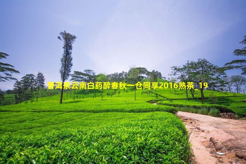 普洱茶云南白药醉春秋一仓同享2016熟茶