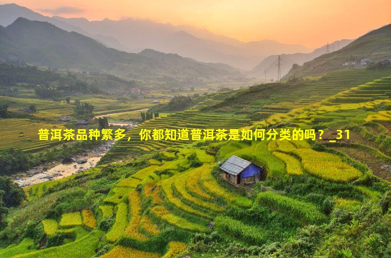 普洱茶品种繁多，你都知道普洱茶是如何分类的吗？