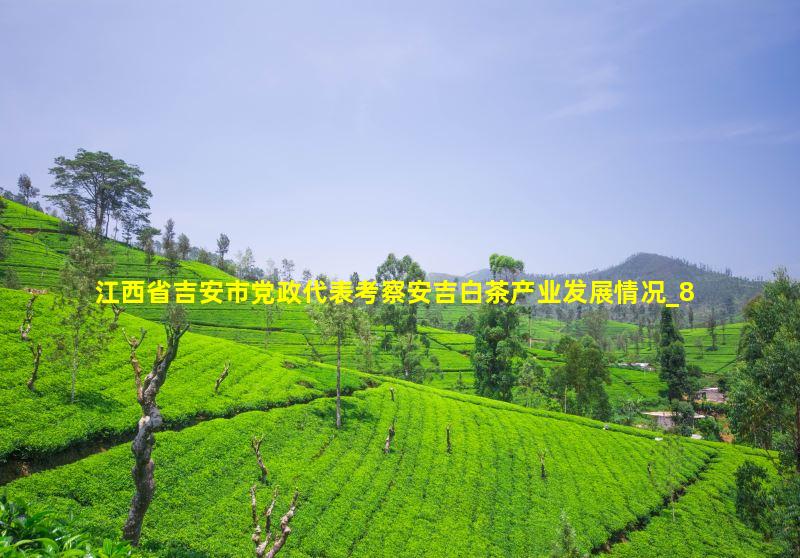 江西省吉安市党政代表考察安吉白茶产业发展情况