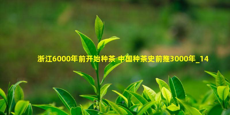 余姚考古现场发现的古茶树根。