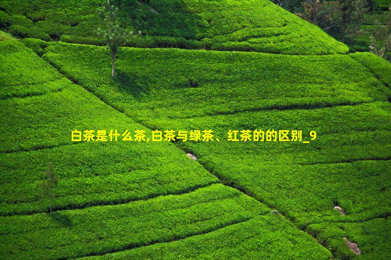 白茶