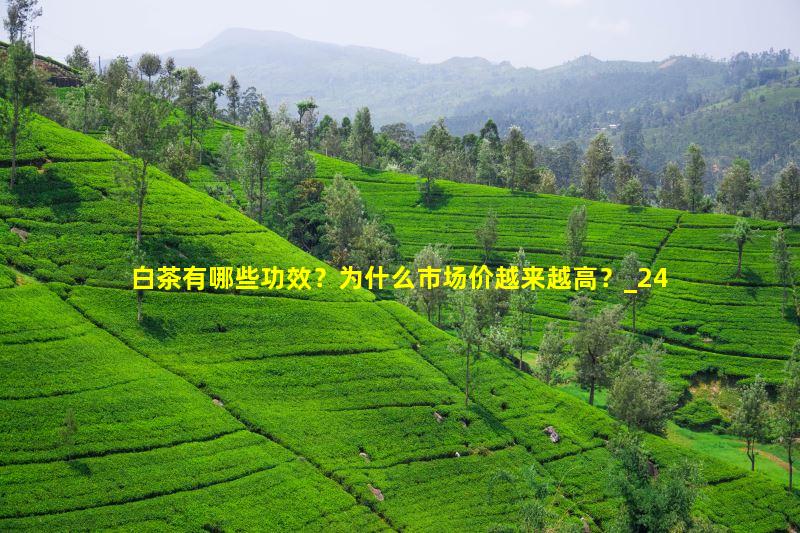 白茶有哪些功效？为什么市场价越来越高？