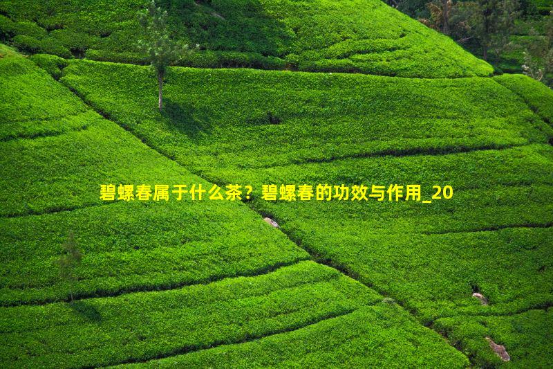 碧螺春属于什么茶？碧螺春的功效与作用