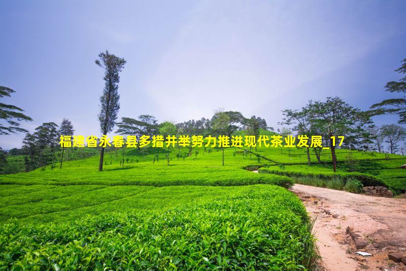 福建省永春县多措并举努力推进现代茶业发展