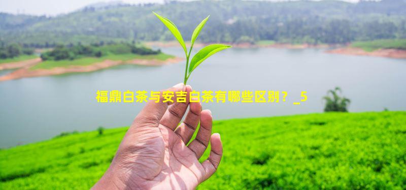 福鼎白茶与安吉白茶有哪些区别？