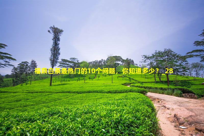 福鼎白茶最热门的10个问题，你知道多少？