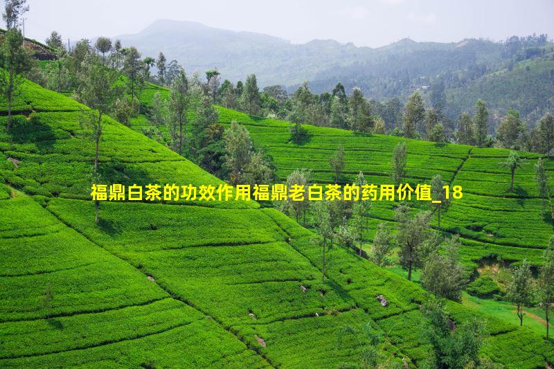 福鼎白茶的功效作用福鼎老白茶的药用价值