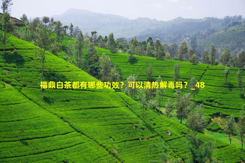 福鼎白茶都有哪些功效？可以清热解毒吗？