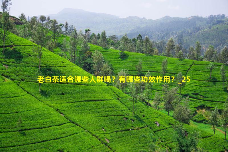老白茶适合哪些人群喝？有哪些功效作用？
