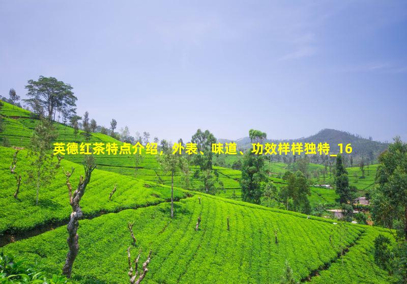 英德红茶特点介绍，外表、味道、功效样样独特