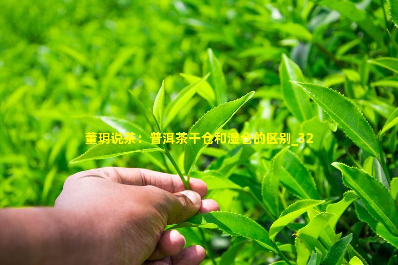 董玥说茶：普洱茶干仓和湿仓的区别