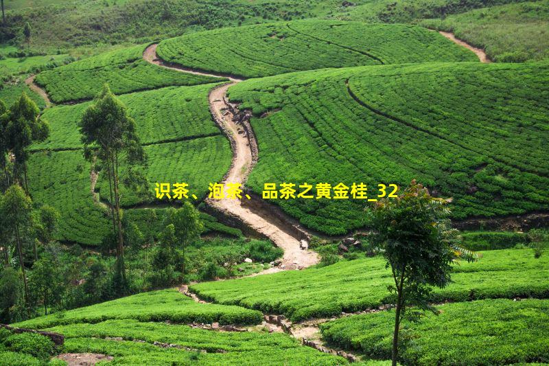 识茶、泡茶、品茶之黄金桂