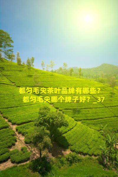 都匀毛尖价格_都匀毛尖品牌
