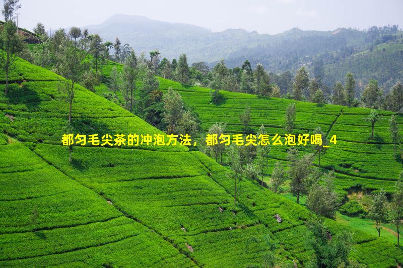 都匀毛尖茶的冲泡方法，都匀毛尖怎么泡好喝
