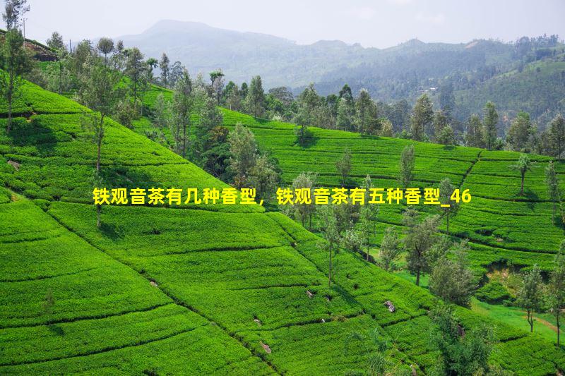 铁观音茶有几种香型，铁观音茶有五种香型