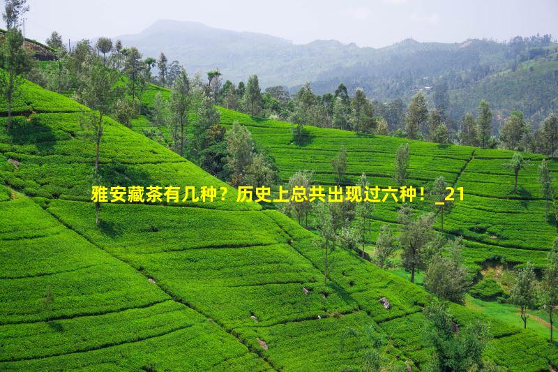 雅安藏茶有几种？历史上总共出现过六种！