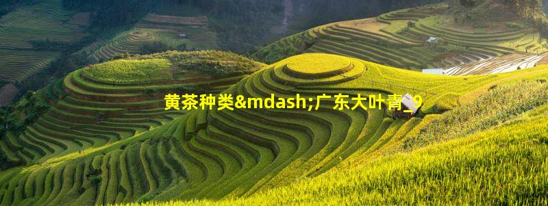 黄茶种类—广东大叶青