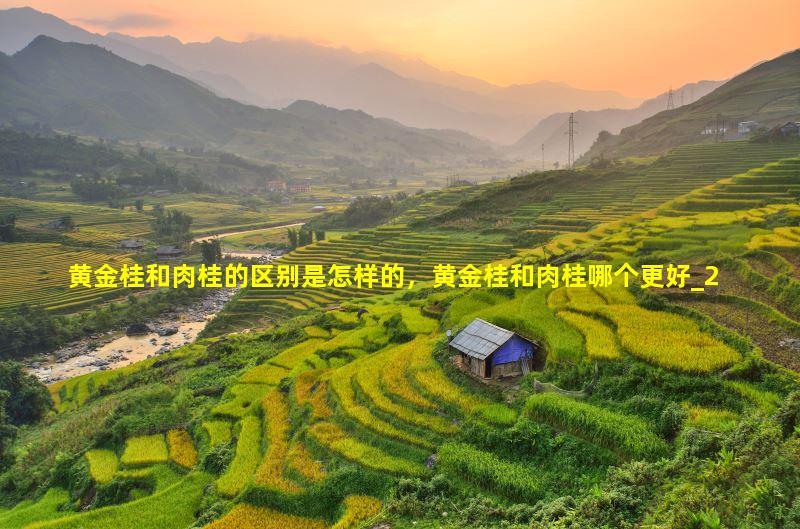 黄金桂和肉桂的区别是怎样的，黄金桂和肉桂哪个更好